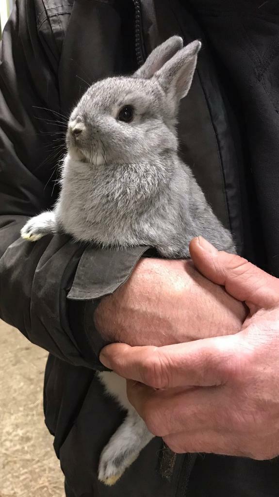 baby rabbits for sale gumtree